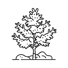 juniper tree icon, juniper tree line art - simple line art of juniper tree, perfect for juniper tree logos and icons