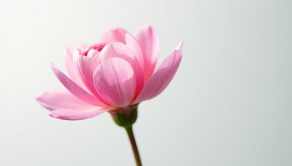 Fototapeta premium Delicate bloom with soft petals on white background, simple, color, blossom