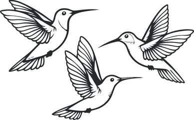 Elegant Black & White Hummingbird Vector Illustration