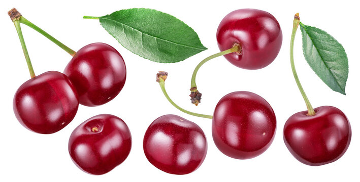 Set of tart cherries or sour cherries and cherry leaves isolated on white background. File contains clipping paths.