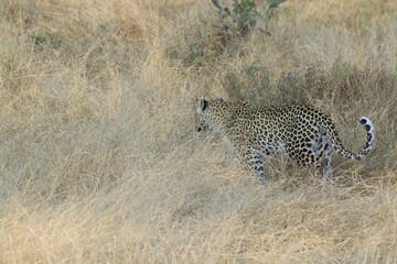 Naklejka premium Leopard in the wild savannah , Africa