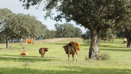 Herd of cows grazing in the meadow between green trees in spring or summer day.