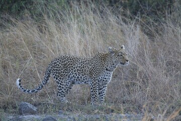 Leopard in the wild savannah , Africa