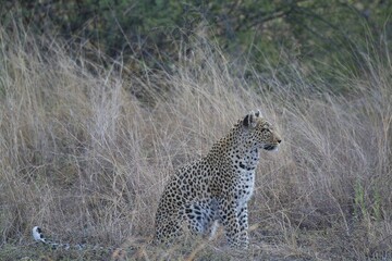 Leopard in the wild savannah , Africa