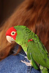 A green Red-crowned Amazon parrot sits on a shoulder.