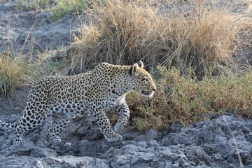Leopard in the wild savannah , Africa