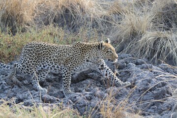 Naklejka premium Leopard in the wild savannah , Africa