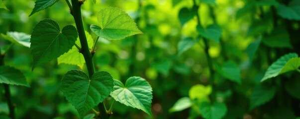 Green leaves and stems of plants intertwined with vines in a garden, vines, garden