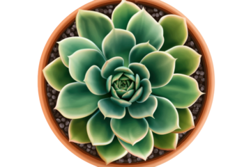 Serene Echeveria succulent in terracotta pot vibrant green rosette detailed texture overhead view