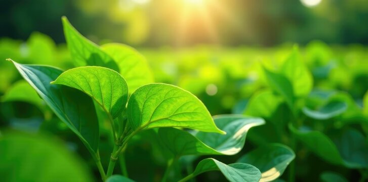 green runner beans growing in a lush field with sunlight filtering through, green, crops, runnerbeans