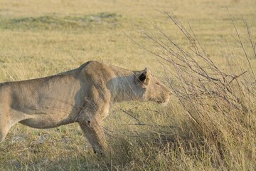 lion in the wild savannah , Africa 