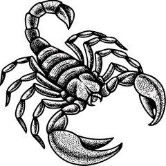 scorpion vector illustration