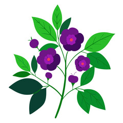 rose on white background