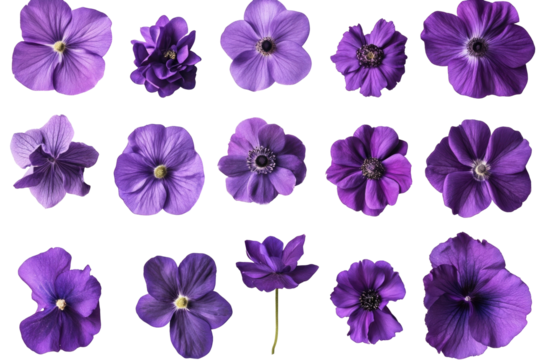 Purple Flower Set on transparent background