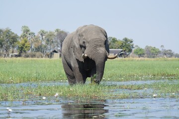 elephant in wild savannah , Africa
