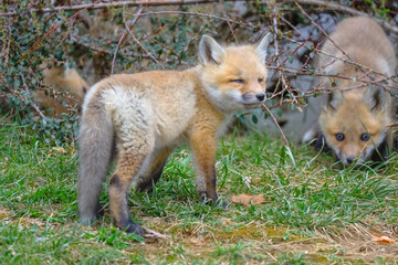 Fototapeta premium Baby foxes playing