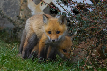 Fototapeta premium Baby foxes playing