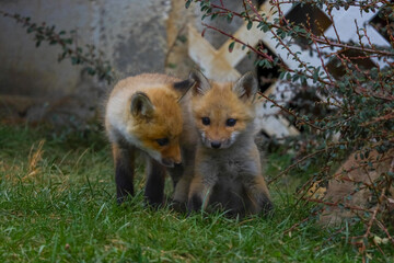 Fototapeta premium Baby foxes playing