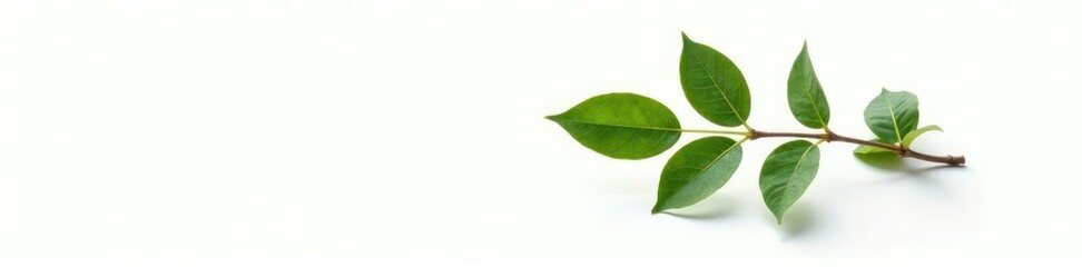 Fototapeta premium Single branch with leaves on a white background, botanical, flora