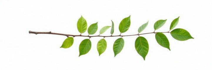 Fototapeta premium Single isolated branch on white background with a few leaves, elegant, simple, leafy