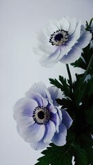 blue anemone