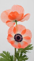 orange flower isolated on white