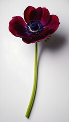 red anemone isolated on white