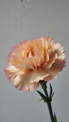 pink carnation