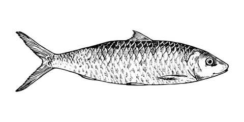 Vector illustration of a herring fish in black and white. This hand drawn sketch features detailed engraving. Perfect for seafood packaging, culinary designs and marine themes