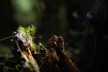 Lichens or moss on a tree stump in the forest. Symbiotic community of mycobiont and photobiont. Fungi and algae.