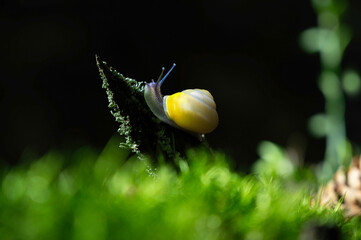 Snail with snail shell on an old tree trunk with green lichen and moss in the forest. Natural landscape on the forest floor. 