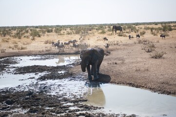 elephant in wild savanna , animal of africa