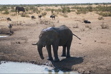 elephant in wild savanna , animal of africa