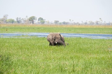 elephant in wild savanna , Animal of africa