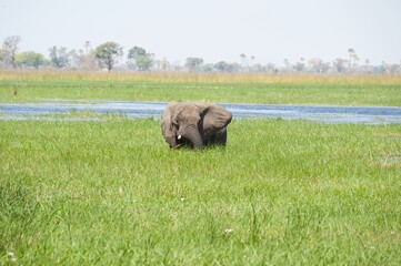 elephant in wild savanna , Animal of africa