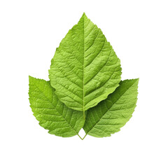 Obraz premium nature conservation concept. Three green leaves on a black background.