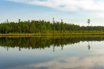 Serene pine forest reflection in lake
