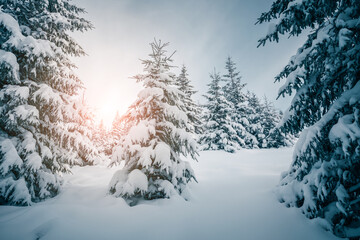 Fantastic winter landscape with fir trees covered with loose snow.