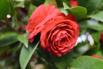 동백꽃이 피는 봄