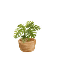 Watercolor Illustration: Lush Monstera Deliciosa in Rustic Pot