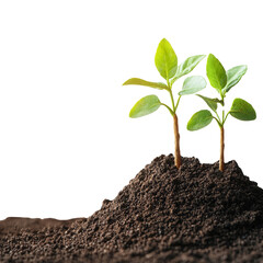 nature conservation concept. Small plants growing from dark soil against a black background.