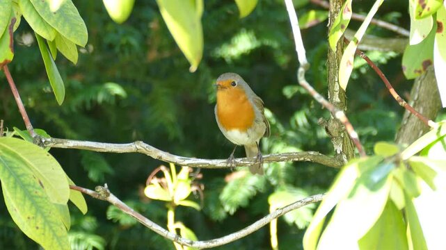 European robin (Erithacus rubecula) sitting on a tree branch in Zurich, Switzerland