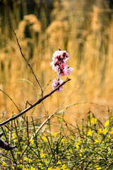 wild flowers in spring