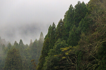 Misty Forest Landscape with Lush Green Trees in Atmospheric Weather