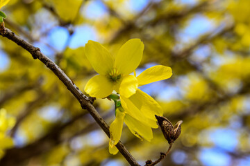 yellow spring flowers