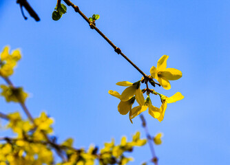 yellow spring flowers