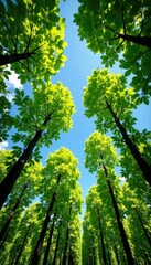 Fototapeta premium Green leaves on tree trunks against a clear blue sky, forest, trees
