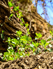 new life in the garden