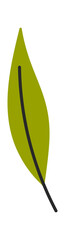 Hand-drawn green forest plant leaf