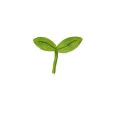 Watercolor Illustration of a Delicate Emerging Seedling
